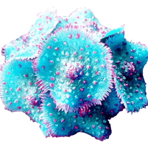 ENFEITE DE SILICONE SOMA CORAL RICORDEA SPOTTED AZUL