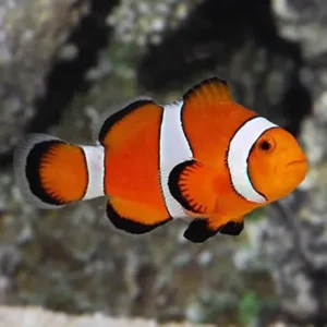 Palhaço Amphiprion ocellaris