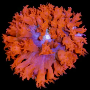 MUSHROOM SANTOMAS Discosoma fowleri *