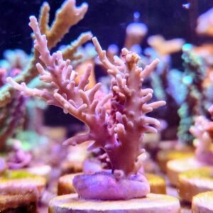 Golden Dragon Acropora  (Muda)