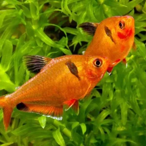 Tetra Mato Grosso (Hyphessobrycon eques)