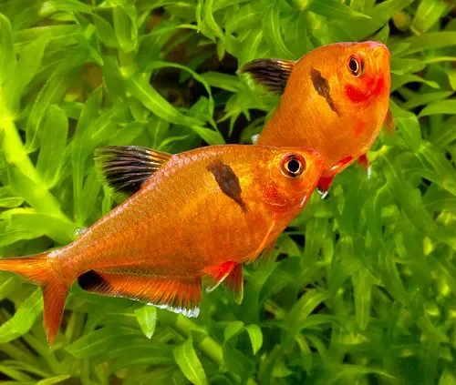 Tetra Mato Grosso (Hyphessobrycon eques)