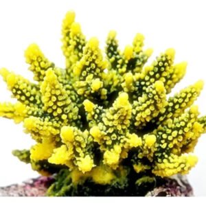 ENFEITE DE SILICONE SOMA CORAL ACROPORA HIDNOPHORA VERDE E AMARELA