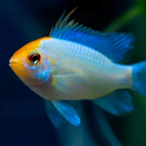 Ramirezi Eletric Blue Koi (Mikrogeophagus ramirezi)