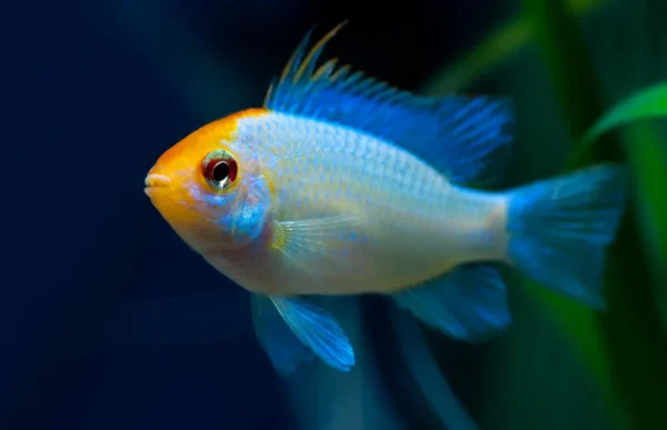 Ramirezi Eletric Blue Koi (Mikrogeophagus ramirezi)