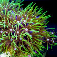 Green Star Polyps 'GSP'