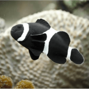 Palhaço Black ocellaris Cara Preta