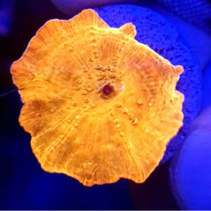 Mushroom Gold