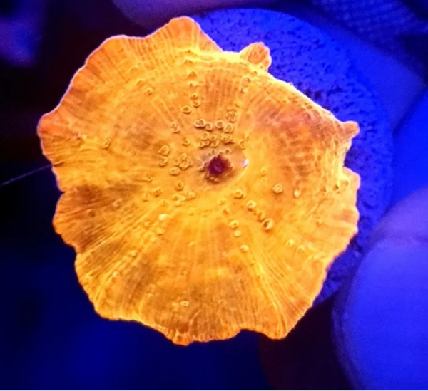 Mushroom Gold