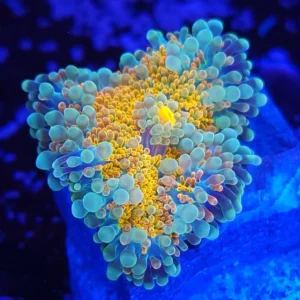 RICORDEA YUMA ULTRA YELLOW FLUOR MOUTH