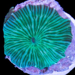 Mushroom  striped