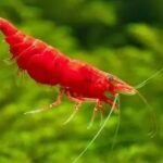 Camarão Red Sakura | 1 a 2 cm | Neocaridina davidi