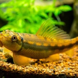 Comedor de Alga (Algae eater)