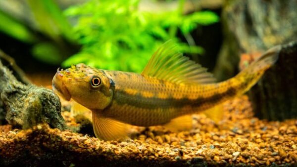 Comedor de Alga (Algae eater)