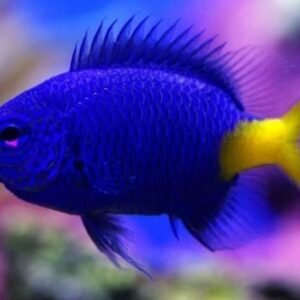 Yellow Tail Damsel