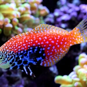 Blue Spotted Leopard Wrasse FEMALE