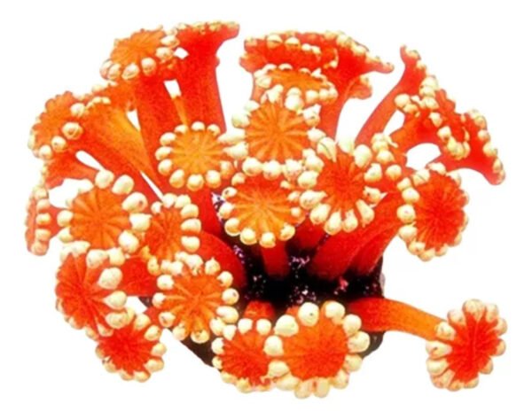 ENFEITE DE SILICONE SOMA CORAL ALVEOPORA VERMELHA 02 - Imagem 3