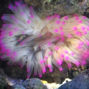 Anemona pink Tips caribe