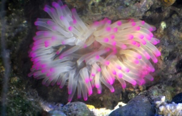 Anemona pink Tips caribe
