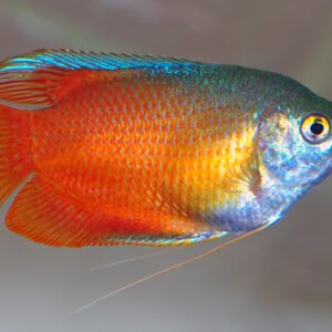 Colisa Sangue (Trichogaster lalius)