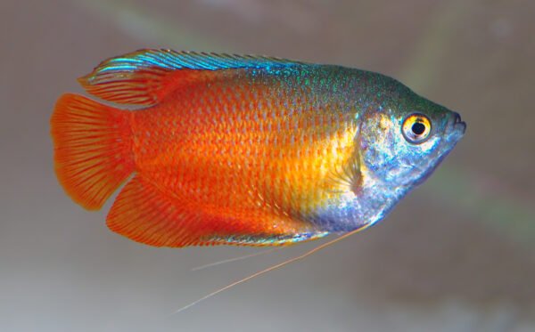 Colisa Sangue (Trichogaster lalius)