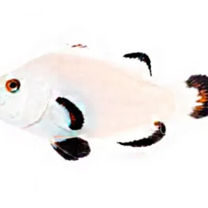 Peixe palhaço Snow Storm (Amphiprion ocellaris)