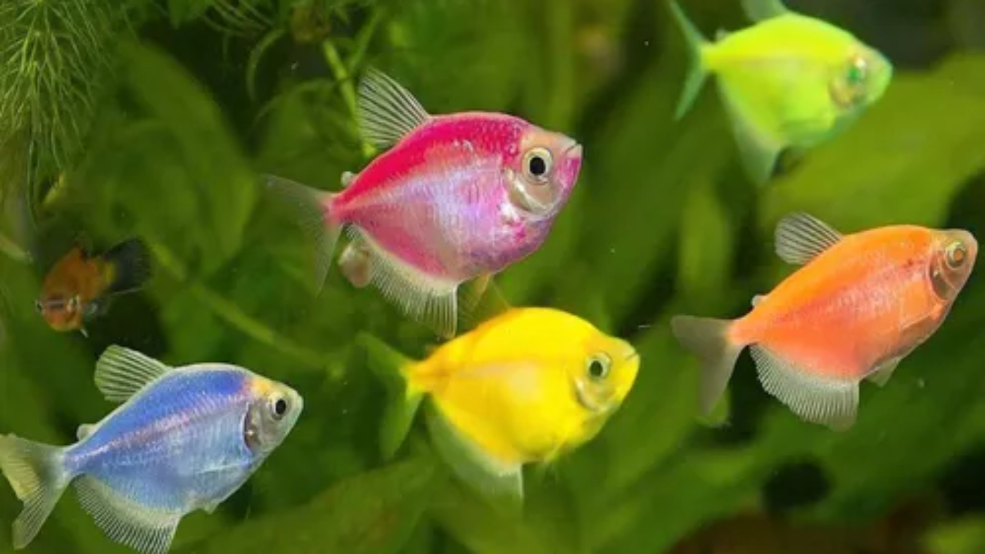 D_NQ_NP_990152-MLB78899174757_092024-O-peixe-tetra-monja-colorido-pct-com-5-unid-3cm-cote-frete