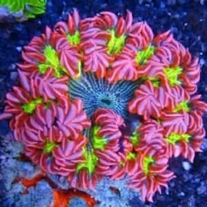 Anêmona Rock Flower ULTRA