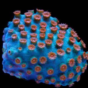 CYPHASTREA METEOR