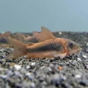 CorIdora Bronze (Corydoras aeneus)