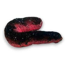 Pink and black cucumber Pepnino do mar