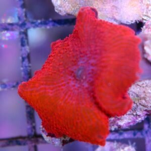 Mushroom Red Ultra