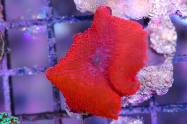 Mushroom Red Ultra