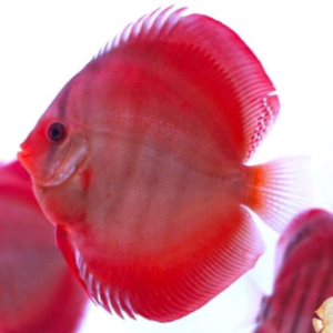DISCO RED ROSE Symphysodon discus