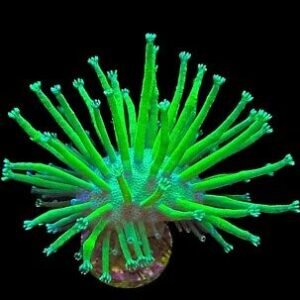 LEATHER JAPANESE LONG TENTACLE MUDA Sarcophyton
