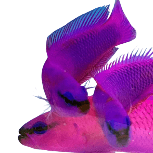 Pseudochromis fridmani - Imagem 2