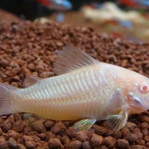 Coridora Albina (Corydoras aeneus)