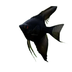 Acara Black pequeno