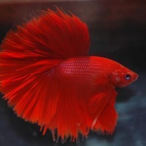 Betta macho vermelho LT