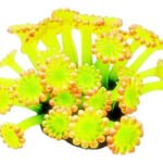 ENFEITE DE SILICONE SOMA CORAL ALVEOPORA AMARELA 04