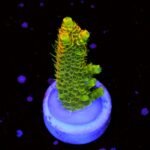 ACROPORA MILEPORA SUNSET MUDA Acropora spp