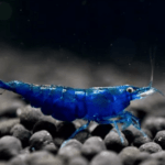 Camarão Blue Dream 1 a 2 cm | Neocaridina davidi