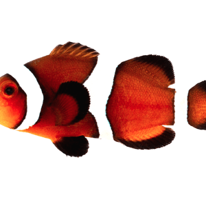 Palhaço Amphiprion ocellaris CARAMEL