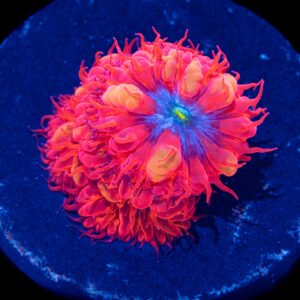 BLASTOMUSSA MERLETTI RED BLUE MUDA Blastomussa