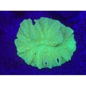 Leather Lettuce Kryptonita