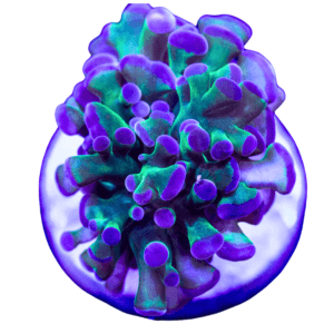 Hammer BICOLOR