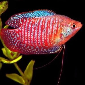 Colisa Lalia (Trichogaster lalius)