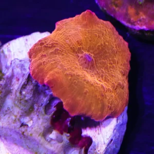 Mushroom Red