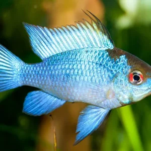 Ramirezi Eletric Blue (Mikrogeophagus ramirezi)