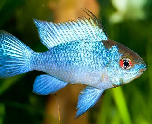 Ramirezi Eletric Blue (Mikrogeophagus ramirezi)